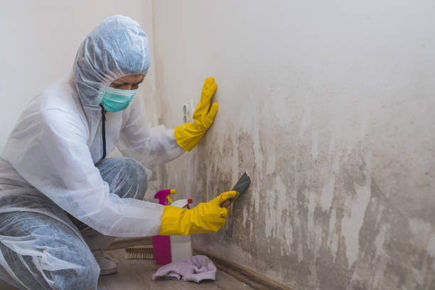 Best Post-Flood Mold Remediation in Uvalde, TX